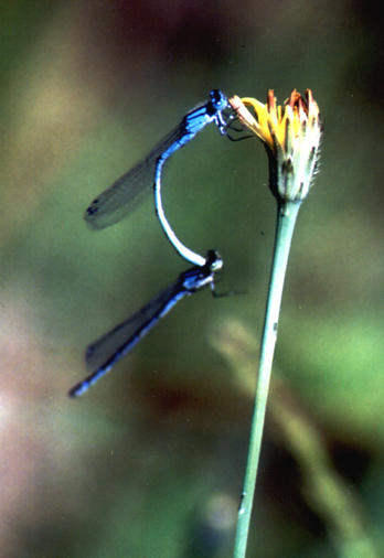 Azurjungfer